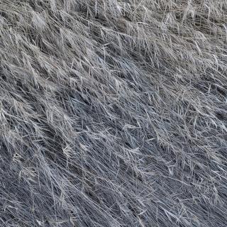 Photo Textures of Ground Grass Dead